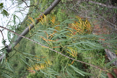 Dendrophthoe falcata